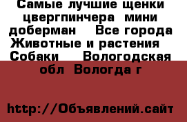 Самые лучшие щенки цвергпинчера (мини доберман) - Все города Животные и растения » Собаки   . Вологодская обл.,Вологда г.